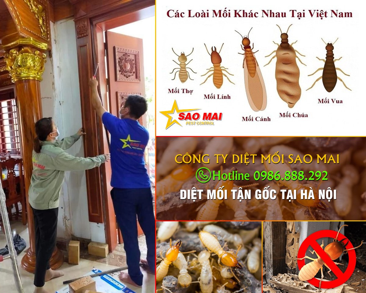 Trung Tâm Kiểm Soát Mối & Côn Trùng Sao Mai- Diệt Mối Tận Gốc 24h tại Hà Nội.