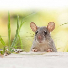 Công ty diệt chuột TP Hồ Chí Minh - Dịch vụ diệt chuột hiệu quả, chuyên nghiệp