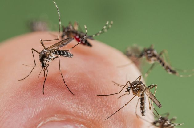 Công ty diệt côn trùng Sao Mai - Dịch vụ phun diệt muỗi tại Nghệ An. Phòng chống côn trùng gây bệnh hại hiệu quả