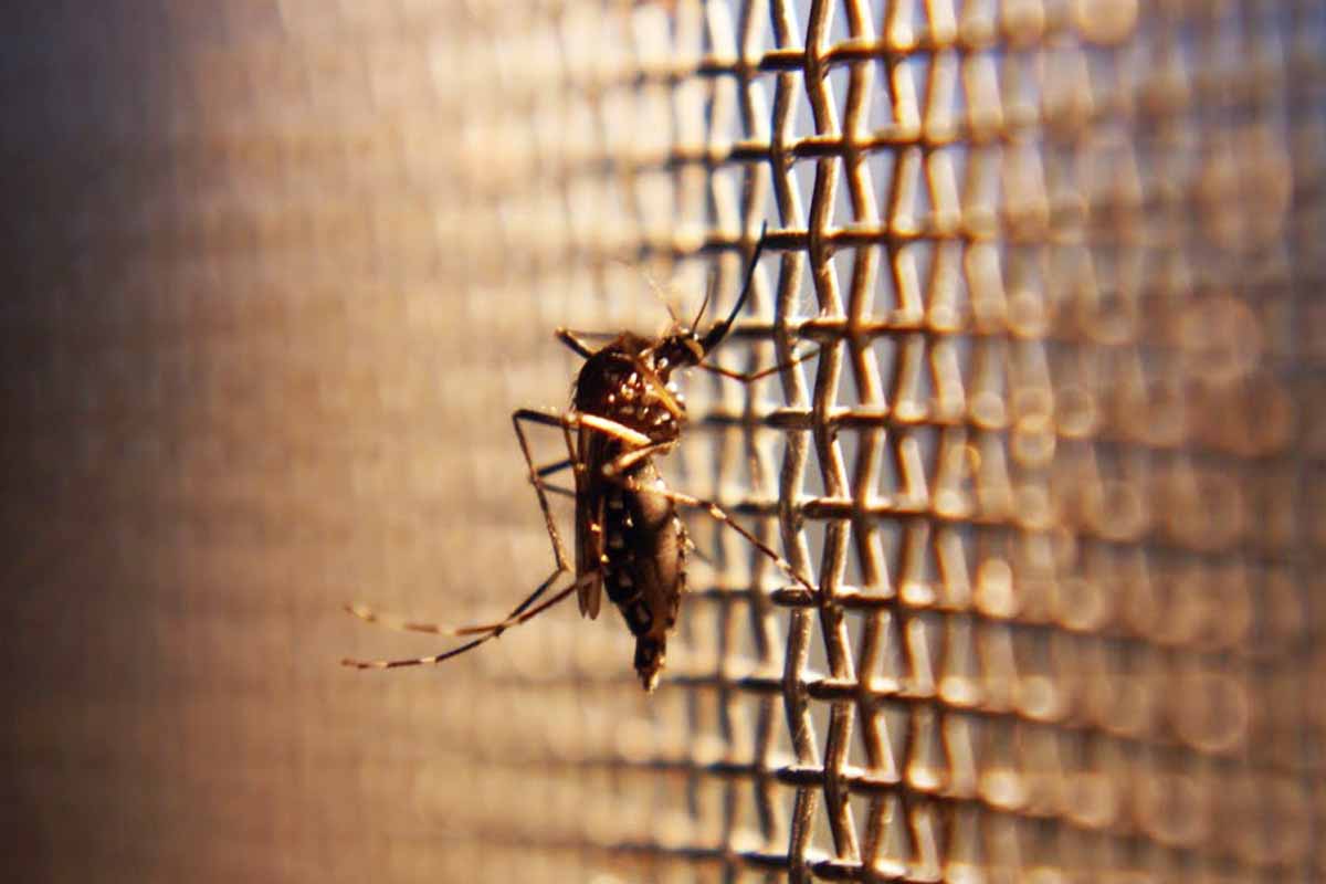 Công ty diệt côn trùng Sao Mai - Dịch vụ phun diệt muỗi tại Hà Nội. Phòng chống côn trùng gây bệnh hại hiệu quả