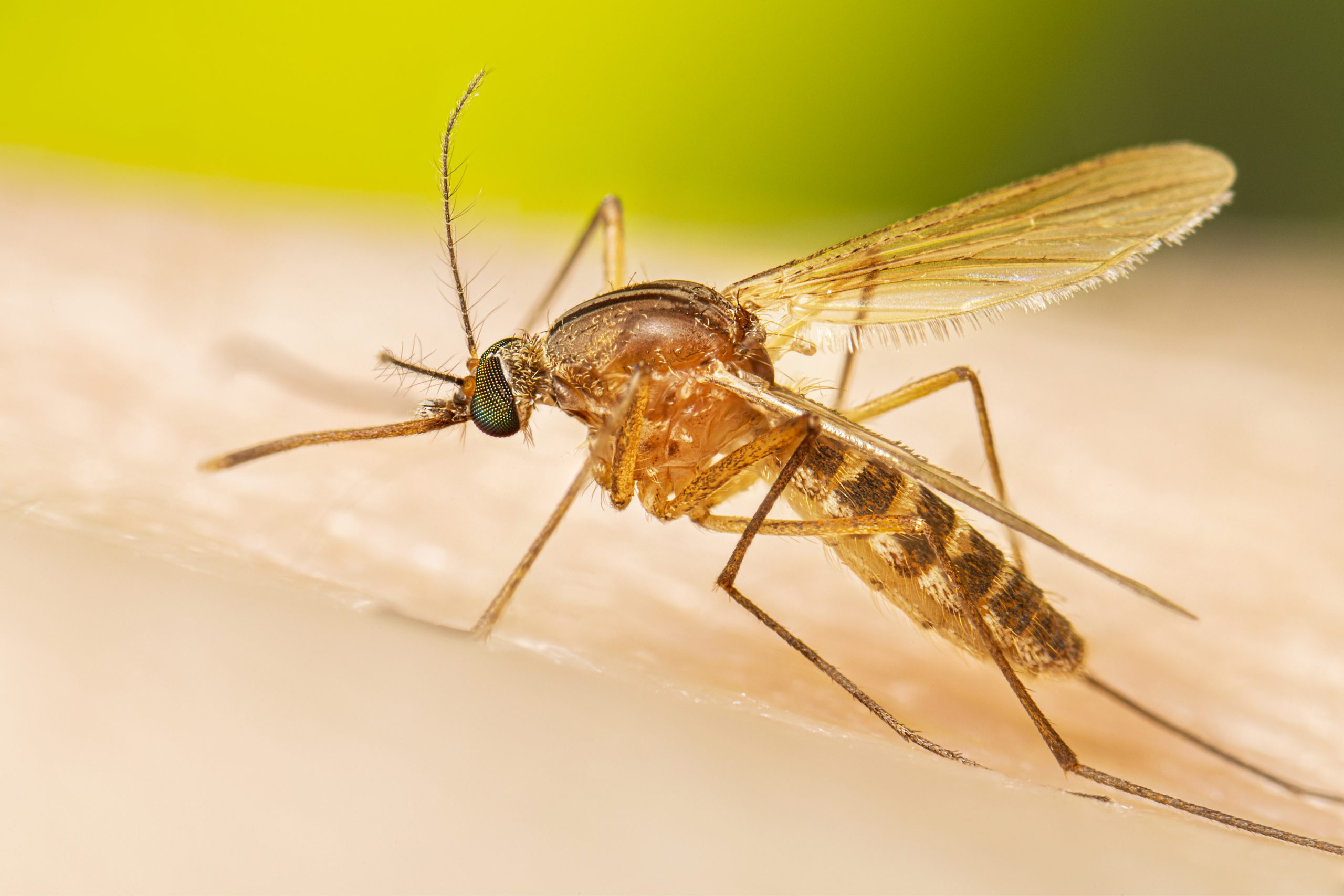 Công ty diệt côn trùng Sao Mai - Dịch vụ phun diệt muỗi tại Quảng Bình. Phòng chống côn trùng gây bệnh hại hiệu quả