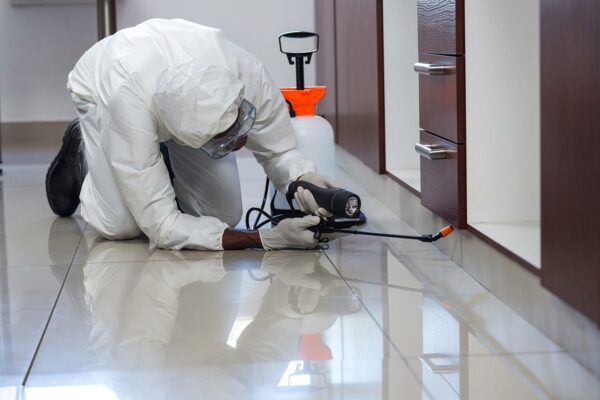Dịch vụ diệt bọ cánh cứng chuyên nghiệp