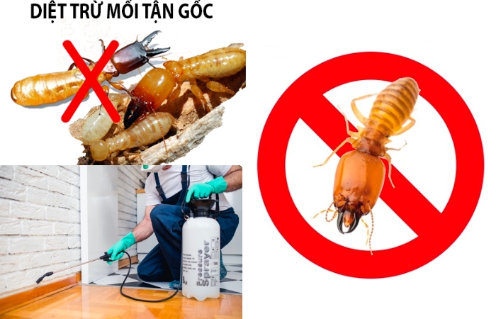 Thuốc Chống Mối PMS 100 - Bảo Vệ Công Trình Trường Tồn